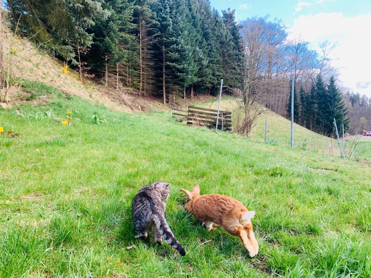 Naturhof Kluge Saupsdorf المظهر الخارجي الصورة