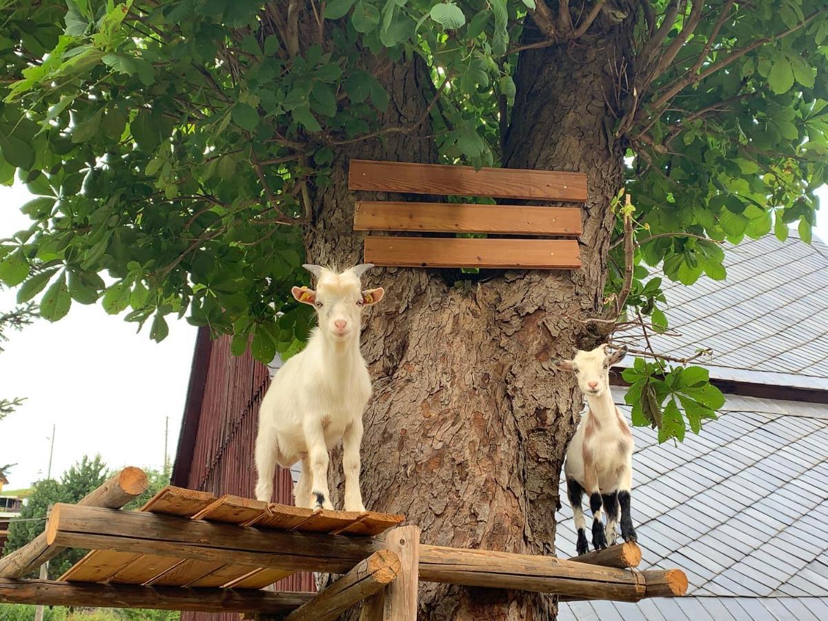Naturhof Kluge Saupsdorf المظهر الخارجي الصورة