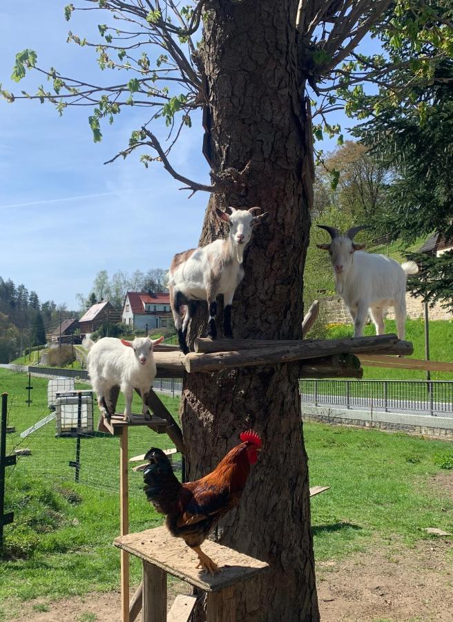 Naturhof Kluge Saupsdorf المظهر الخارجي الصورة